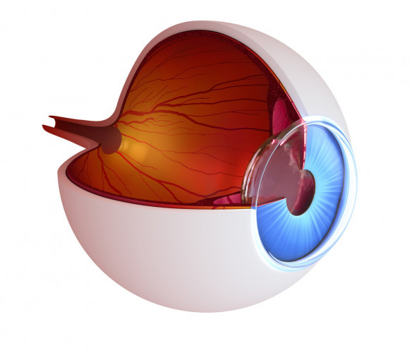 eye-anatomy-inner-structure-isolated